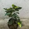 Planta Joven de Camelia para Té en Maceta con Capullos de Flor Perenne Todo el Año Resistente al Frío Fácil de Cultivar Patio Balcón Sala de Estar Interior Planta Verde Flores