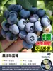 Semilleros de Arbusto de Arándanos con Fruto para Dropshipping, Semilleros de Arbusto de Arándanos de Fruta Grande, Árboles Frutales en Maceta y para Plantar en el Suelo para Plantar en Todas las Estaciones