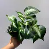 Planta Artificial con Hojas de Patrón de Red, Hojas de Hiedra Verdes para Decoración Suave, Micro-Paisaje para Colgar en la Pared, Plantación en el Suelo, Pared de Plantas, Arreglo Floral y Paisajismo
