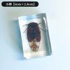 Espécimen de Insecto Educación Infantil Enseñanza Experimental Espécimen de Pegamento Cristal Escarabajo Transparente Flor Araña Escorpión Espécimen de Ámbar