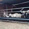 Bebedero para Ovejas, Nuevo Bebedero Largo Engrosado de Material Galvanizado para Alimentación de Ovejas, Fijación con Tornillo Desmontable