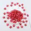 Contas Soltas de Estrela do Mar Colorida e Tartaruga Marinha, Contas Espaçadoras Acrílicas Bicolores de Borboleta e Patinha de Urso, Contas de Concha Imitação com Furo Reto, Acessórios para Joias