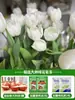 Tulipanes Hidropónicos al por Mayor 5 Grados Bulbos Grandes Resistentes al Frío para Invierno Interior/Exterior Fáciles de Cultivar para Principiantes Flores en Maceta Plantas