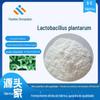Pó Liofilizado de Lactobacillus Plantarum 10 Bilhões de UFC/G-50 Bilhões de UFC/G Moléculas Pequenas Bacterianas Ativas
