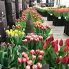 Amaryllis, Bulbos de Gladíolo, Bulbos de Açafrão, Flores, Bulbos de Caliopse, Sementes em Vasos, Flores para Todas as Estações, Jardim