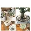 Guijarros, Piedras Flor de Lluvia, Piedras en Bruto, Paisajismo para Acuarios, Flores de Cultivo Hidropónico, Piedras Pequeñas, Macetas, Plantas en Maceta, Piedras Decorativas Multicolor