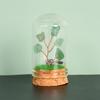 Cristal natural original con cubierta de vidrio, micropaisaje, árbol de cristal, regalo científico popular para niños, adornos de decoración para el hogar.