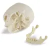 Artesanías de Resina Calavera Modelo de Calavera Suministros de Enseñanza Calavera Cráneo de Animal Accesorios de Halloween Mascarada