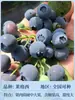 Semillas de Arándano para Plantar en el Norte y Sur, Plantas de Maceta para Balcón, Plantones de Árboles Frutales del Norte, Plantones de Árboles Frutales, Plantas de Arándano en Maceta