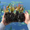 Plantas Hidropónicas, Flores de Loto Cultivadas en Agua de Cuatro Estaciones, Flores en Maceta, Grandes Racimos de Raíces con Capullos de Flores