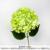 Flores de Hortensia Artificiales Estilo Nuevo para Decoraciones de Pared de Moda, Flores Secas para Arreglos de Pasillo de Boda, Accesorios para Fotografía al Aire Libre al por Mayor