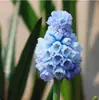 Bulbos de jacinto holandês no atacado para cultivo em solo e hidropônico, sementes de flores para plantio de outono e inverno, resistentes ao frio e florescendo no mesmo ano