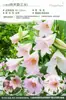 Bulbos de Lírio de Outono de Floração Dupla, Mudas de Flores de Floração Simples, Lírios Perfumados Comprados Diretamente da Holanda, Canhão de Ferro, Plantas de Vaso para Iniciantes do Pátio Karie