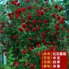 Rosa de Cabello Recto de Yunnan Enredadera para Muro Rosa Flor Extra Grande Plántulas Fragancia Fuerte Florece en Todas las Estaciones Plantas para Patio Casa Balcón