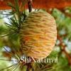 Nepal natural orgânico óleo essencial de cedro do Himalaia aromaterapia de madeira cuidados com a pele massagem óleo essencial único matérias-primas