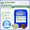 Aceite de Esporas de Ganoderma Extracción con Dióxido de Carbono Supercrítico Materia Prima Química Diaria Extracto de Ganoderma Chino Aceite de Ganoderma