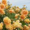 Plántulas de rosa, rosal trepador, árbol con floración extra grande, planta trepadora, flor trepadora para pared de balcón, rosal en maceta, florece todo el año