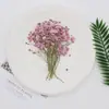 Flores secas de Gipsófila Flor planta natural espécimen de enseñanza DIY pegamento de gota funda de teléfono móvil marco de fotos material para actividades infantiles