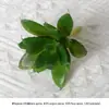 Suculentas de simulação bonsai flocado mini suculentas artificiais falsas acessórios planta verde parede decoração de casa DIY ornamentos