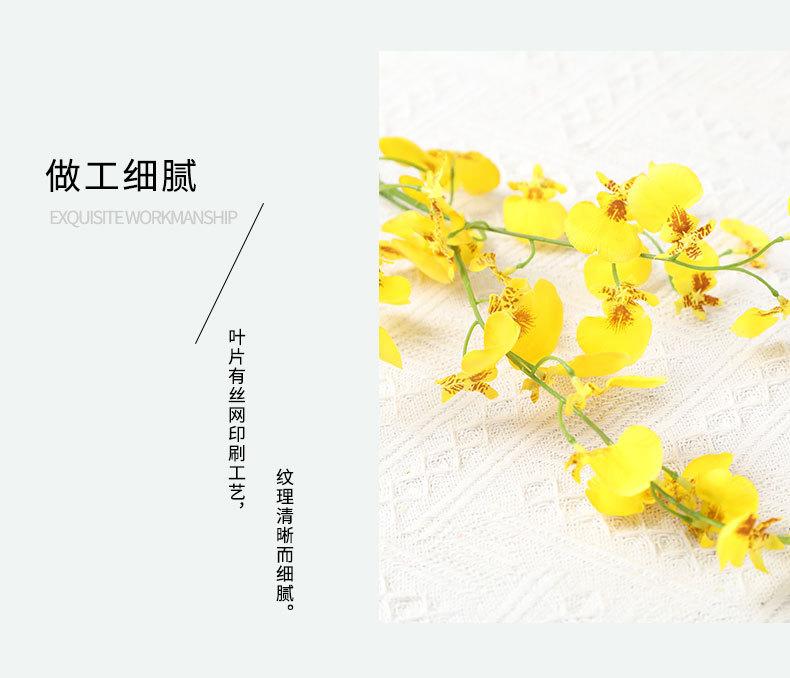 跳舞兰集合详情-兰韵_17
