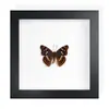 Mariposa Real, Especie Preciosa de Verano, Mariposa Rara, Mariposa Pequeña de Cinta Verde, Adorno de Escritorio, Espécimen de Regalo, Pintura Decorativa, Espécimen de Mariposa