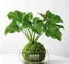 Planta verde de bola de musgo para escritorio interior, hidropónica, plantas pequeñas en maceta, fácil de cuidar, micro paisajismo inspirado en Zen para decoración de mesa de café