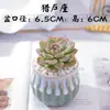 Plantas Suculentas Pequeñas en Maceta con Macetas, Plantas Verdes Pequeñas de Escritorio, Suculentas de Interior Fáciles de Mantener, Flores Grandes, Cactus, Cactus