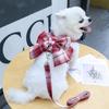 Perro Gato Mascota Chaleco JK Correa de Tracción Ropa Teddy Mejor que Falda de Panda Correa de Pecho para Perro Suministros de Correa para Pasear Perros