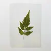Especímenes de Plantas Sellados en Plástico para Estudiantes de Jardín de Infancia Flores Secas Hechas a Mano DIY y Materiales Didácticos en Relieve Especímenes de Hojas Marcadores de 5 pulgadas