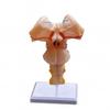 Modelo de amplificação do tronco encefálico para uso médico tronco encefálico bulbo raquidiano mesencéfalo nervo medicina modelo cerebral Medicina