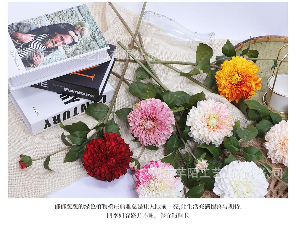 单枝丽人洋甘菊_08.jpg