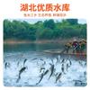 Pescado Seco de Hubei, Carpa Negra en Escabeche, Pescado Seco, Carpa Herbívora de Granja Secada al Sol, Pescado Salado Seco, Venta al por Mayor de Pescado Curado