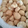 Cogumelos Secos Hericium Erinaceus, Delicadezas da Montanha de Yunnan, 500g, Podem Ser Moídos em Pó, Nutrem o Estômago e Podem Ser Usados como Ingredientes para Sopa, Adequado para Uso Doméstico