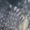 Adesivos Metálicos para Manicure Tomoni Estilo Ins Gelo Antigo Transparente Adesivos de Unha Joias de Bambu Rosa e Branco de Alta Qualidade