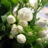Dropshipping [Flores nas Quatro Estações] Mudas de Jasmim em Vaso com Flores Duplas Grandes e Fragrância Forte Pacote para Sobreviver e Repelir Mosquitos Varanda Interna