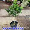 Jiumu Xiang de Vaso, Bonsai de Jiumu Xiang, Planta Verde Purificadora de Ar para Interior, Varanda, Escritório, Planta Repelente de Mosquitos
