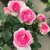 Dropshipping Nuevos Brotes de Cerezo Rosa en Maceta Brotes Grandes Plantas con Flores para Balcón Patio Flores Grandes con Aroma Fuerte