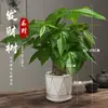 Árbol del Dinero Maceta Planta de Interior Tierra para Flores Pequeño Bonsái Cultivado en Maceta Planta Verde para Sala de Estar Oficina Fortuna Cerámica Maceta Pequeña
