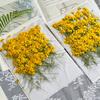 Flor de Crisântemo Olho de Cobra Seca Pétalas Prensadas Maquiagem Adesivos de Crisântemo Dourado Kit de Artesanato DIY com Flores Prensadas Espécime de Planta Flores Reais