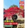 Vivero de arces rojos japoneses para dropshipping, árbol enano rojo de cuatro estaciones, árbol paisajístico Princesa Danza Roja, resistente al frío para exteriores para villas