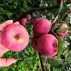 Maçãs Zhaotong de Yunnan Dropshipping Frutas Feias Produtos Frescos Sazonal Embalagem de Caixa Brix 10+ Pacote Familiar Fruta Fresca