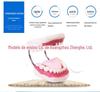 Modelo de Ensino Odontológico Modelo de Ensino para Jardim de Infância Modelo de Escovação de Dentes Ampliação 6 Vezes Brinquedo de Dente para Educação Infantil