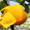 Dropshipping Plántulas de Árbol de Níspero de Jade Blanco Fruta Semilla Fruta Grande Arena Blanca Sin Semilla Plántulas de Níspero Grandes Árbol de Níspero Árbol Grande Fruta de Patio