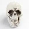 Cráneos Simulados Accesorios de Halloween Casa Embrujada Sala de Escape Decoración de Terror Broma Cosplay Adornos Venta al por Mayor desde el Fabricante