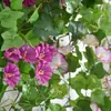 Planta Artificial de Simulação Transfronteiriça Flor de Glória da Manhã Parede de Flores de Glória da Manhã Pendurada Decoração de Sala de Estar Decoração de Planta Verde de Plástico Orquídea Aranha Cesta Suspensa