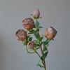 5 cabezas de rosa con borde quemado, flor artificial retro de seda, decoración de flores falsas, flores secas de imitación, ropa suave para el hogar, marchitar, secar, boda