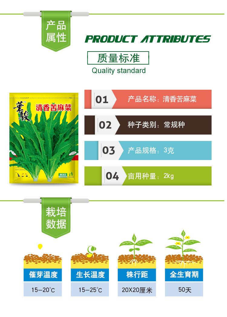 清香苦麻菜