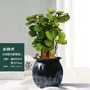 Bolsillo para dinero planta en maceta planta verde vidrio planta hidropónica interior flutong oficina balcón cuatro estaciones buena planta en maceta