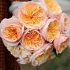 Balcón de Jugo Planta en Maceta Rosa con Capullos Florece Todo el Año Flor de Rosa Rosales Fáciles de Cultivar con Aroma Frutal