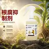 Inibidor de podridão radicular tombamento podridão radicular podridão da base do caule planta morta muda atrofiada crescimento radicular rápido purificar solo resistência a doenças fertilizante solúvel em água